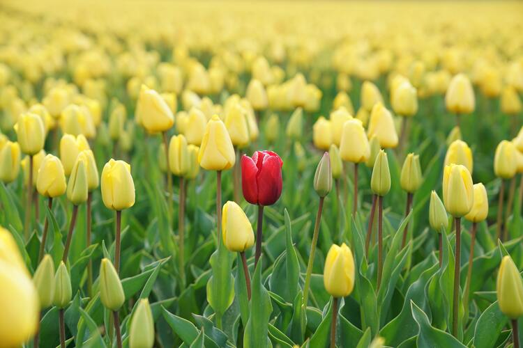 Picture of a field of yellow tulips with one solo red tulip in the center. Standing out, not fitting in. Photo for Binge Eating Recovery Post